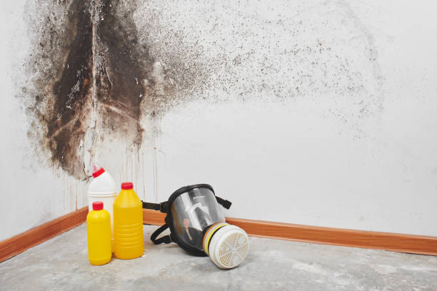 Mold Removal Process in Cedar Mill, OR