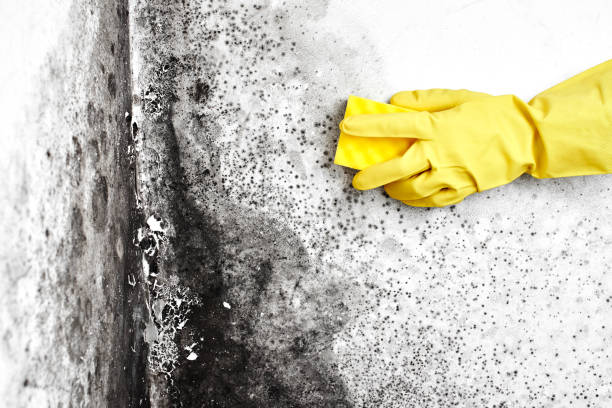 Home Mold Removal in Cedar Mill, OR